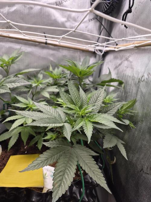 Granddaddy Purple #2. Week 9