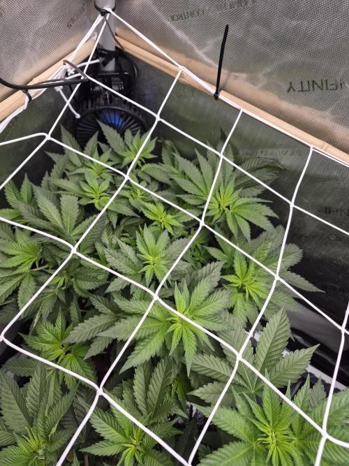 Bruce Banner. Week 9