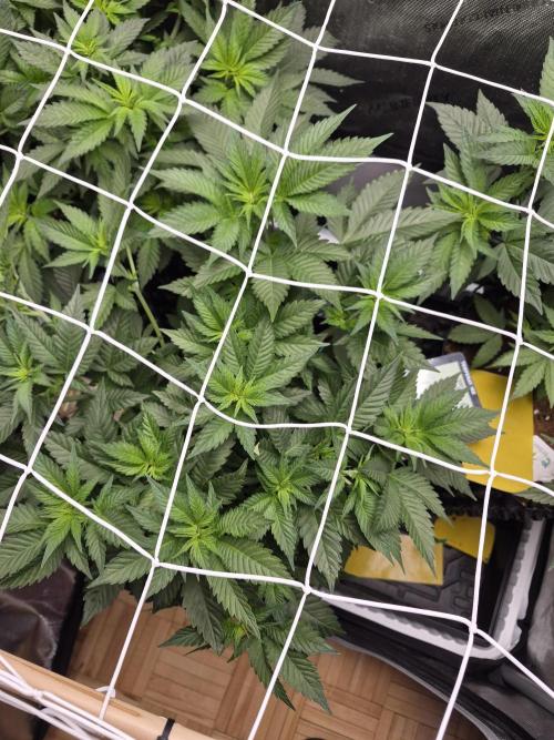Cannabiz Seeds bruce banner #1. Week 9