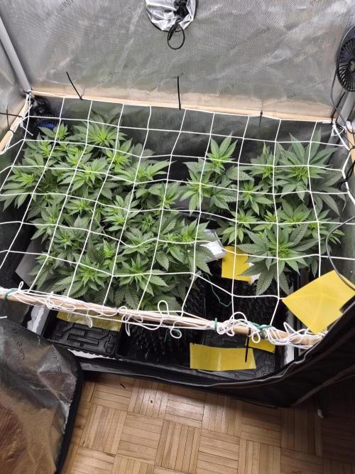 Cannabiz Seeds bruce banner #1. Week 9