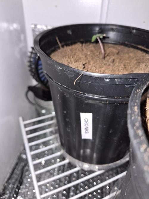 Cannabiz Seed THE EXPERIMENT. Week 1