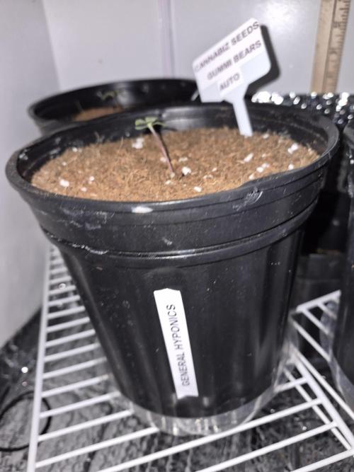 Cannabiz Seed THE EXPERIMENT. Week 1