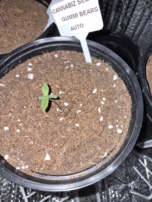 GummiBears . Week 1