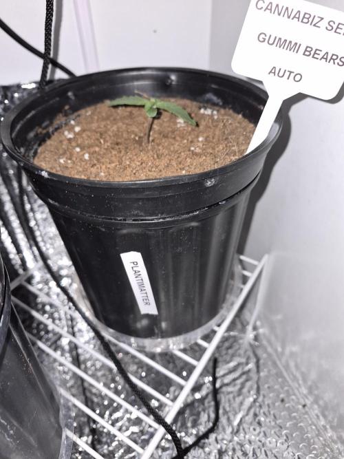 Cannabiz Seeds THE EXPERIMENT. Week 1