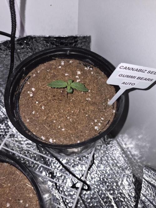 Gummi Bears . Week 1