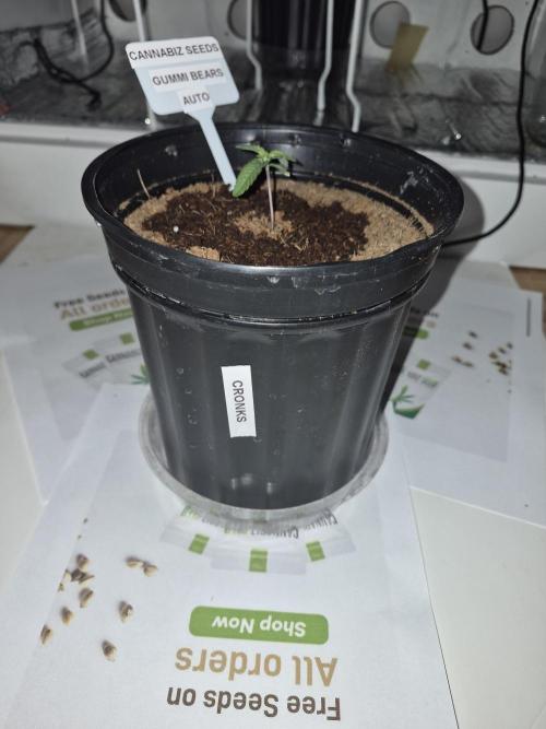 Cannabiz Seed THE EXPERIMENT. Week 2