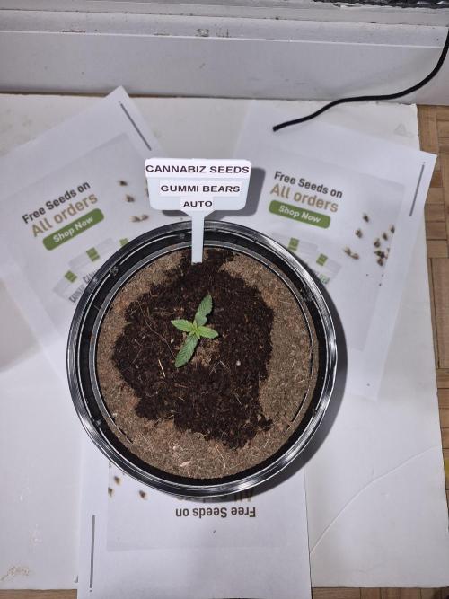 GummiBears . Week 2