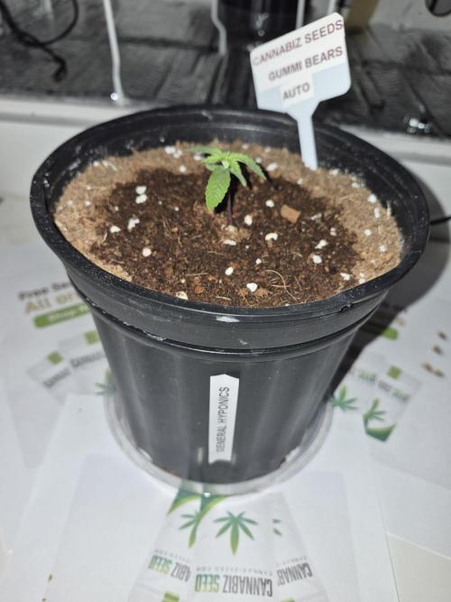 Cannabiz Seed THE EXPERIMENT. Week 2