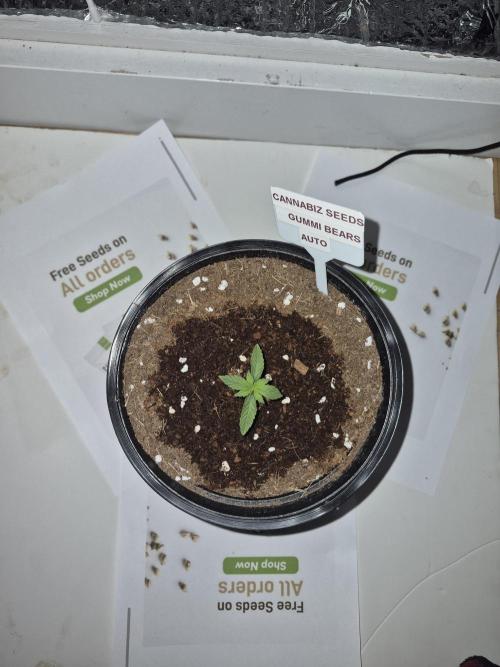 GummiBears . Week 2