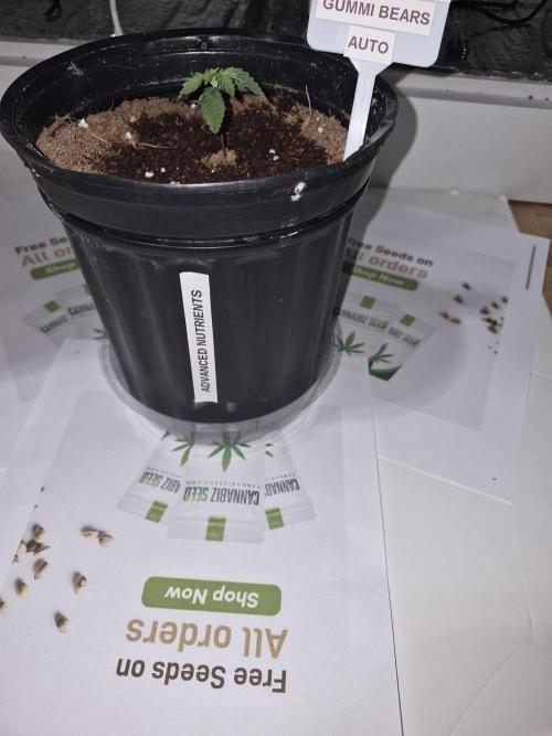 Cannabiz Seeds THE EXPERIMENT. Week 2