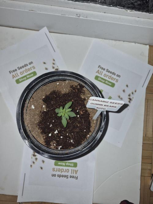 Cannabiz Seeds THE EXPERIMENT. Week 2