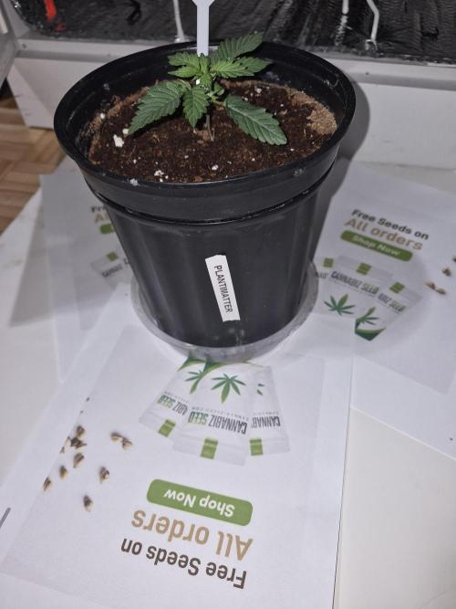 Cannabiz Seeds THE EXPERIMENT. Week 2