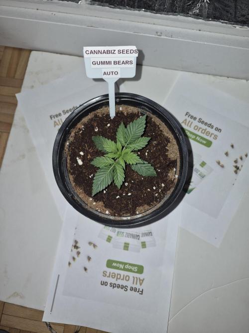 Gummi Bears . Week 2