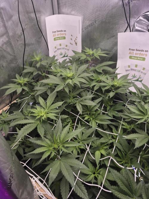 Cannabiz Seeds bruce banner #1. Week 10