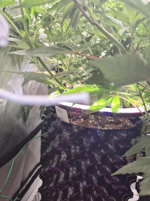 Cannabiz Seeds bruce banner #1. Week 10