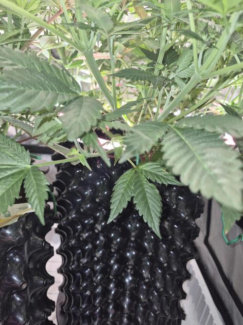Cannabiz Seeds bruce banner #2. Week 10
