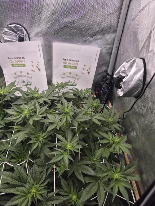 Cannabiz Seeds bruce banner #2. Week 10