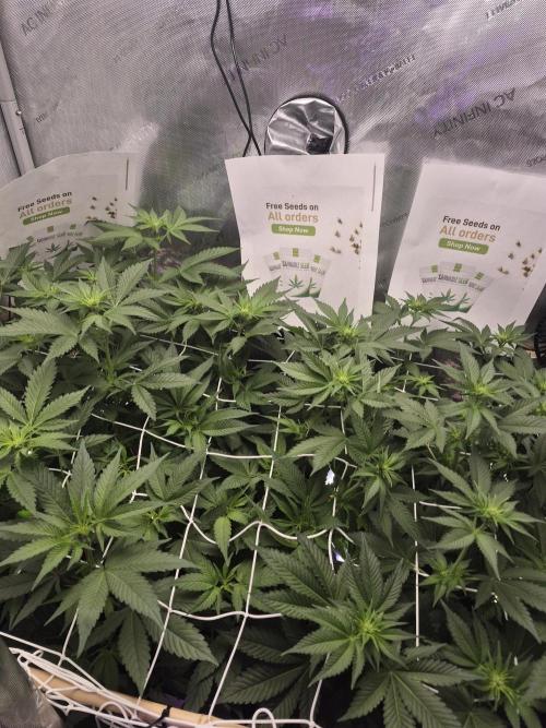 Granddaddy Purple #2. Week 10