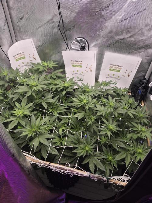 Granddaddy Purple #2. Week 10