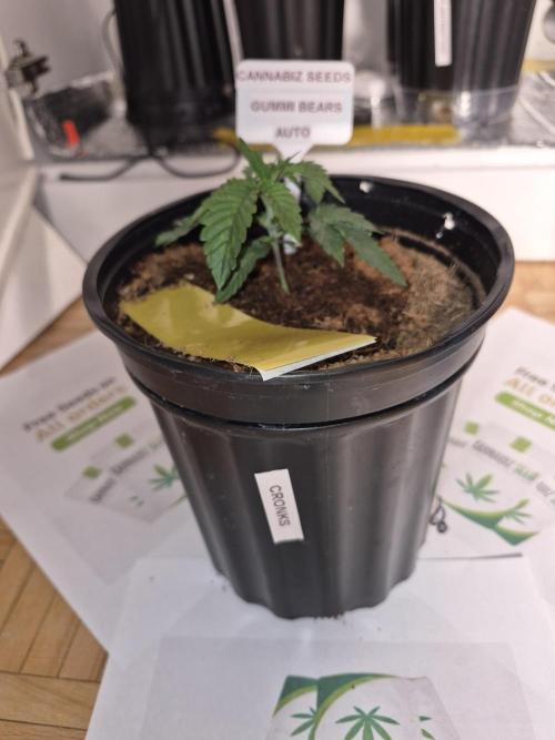GummiBears . Week 3