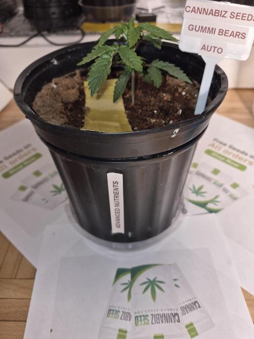 Cannabiz Seeds THE EXPERIMENT. Week 3