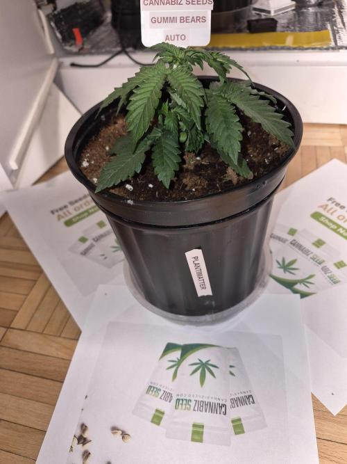 Gummi Bears . Week 3
