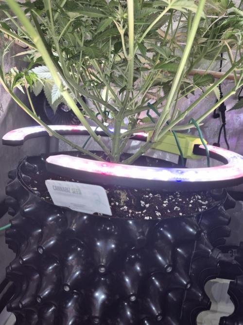 Cannabiz Seeds bruce banner #1. Week 11