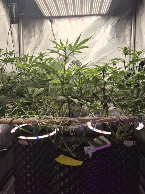 Granddaddy Purple #2. Week 11