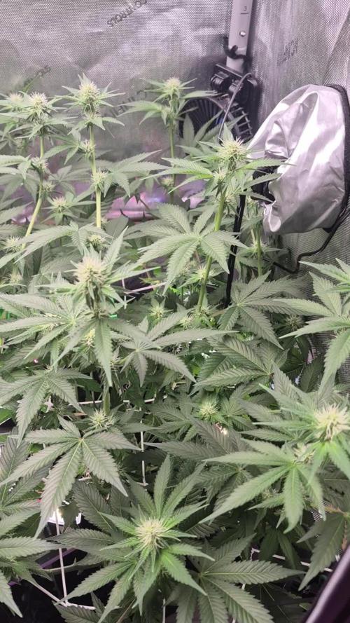 Cannabiz Seeds bruce banner #2