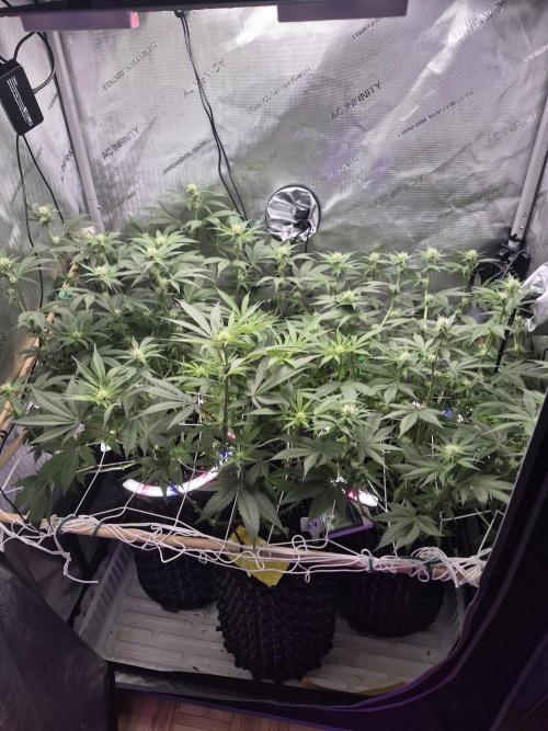 Bruce Banner. Week 11