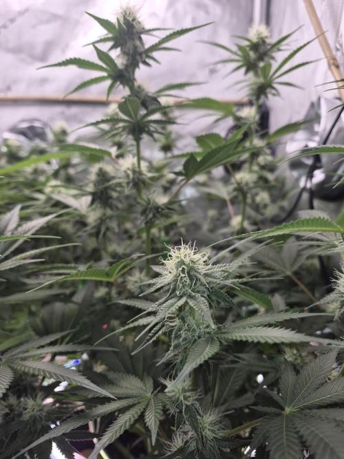 Cannabiz Seeds bruce banner #1. Week 12