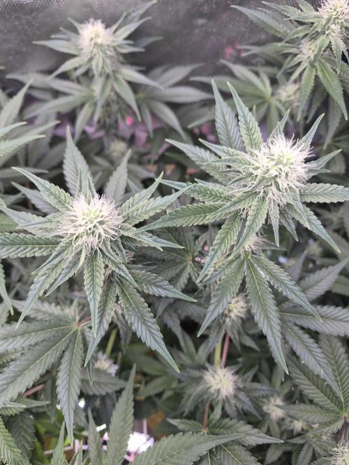 Cannabiz Seeds bruce banner #1. Week 12