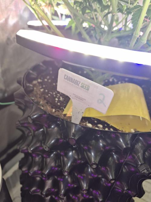 Cannabiz Seeds bruce banner #2. Week 12