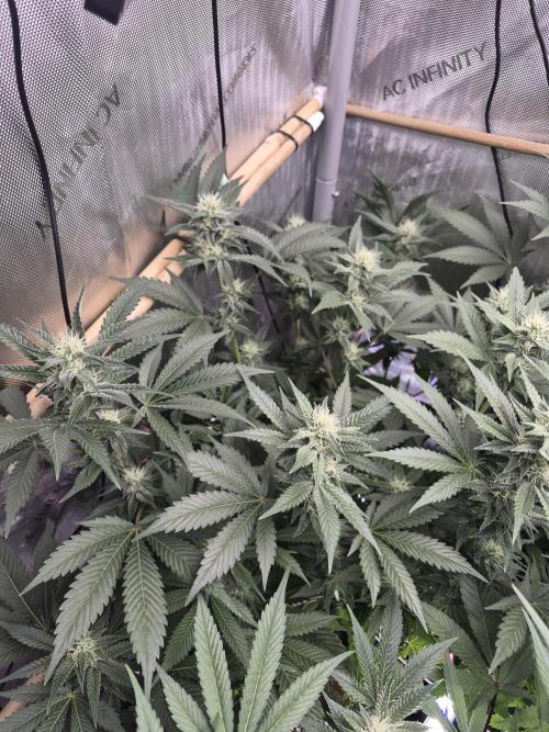 Cannabiz Seeds bruce banner #2. Week 12
