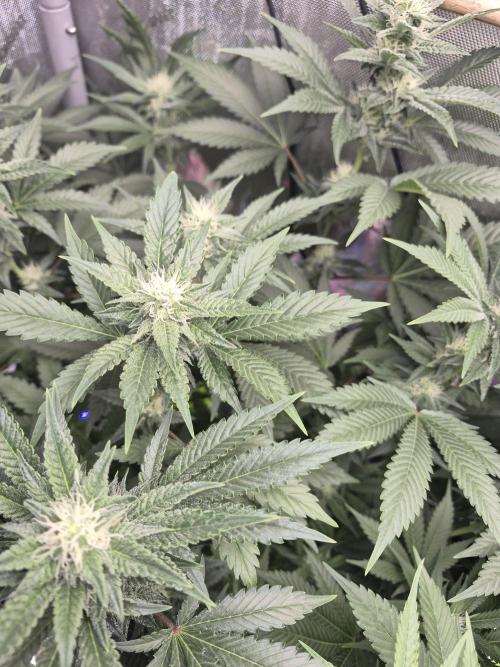 Cannabiz Seeds bruce banner #2. Week 12