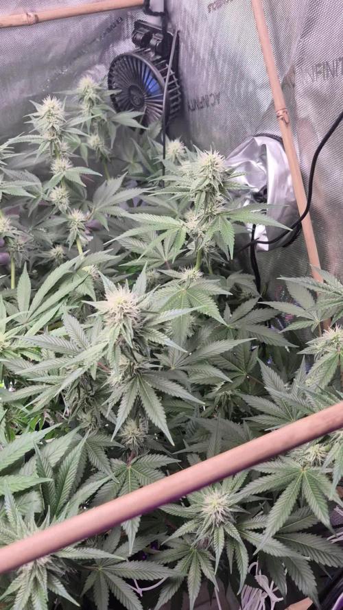 Cannabiz Seeds bruce banner #2