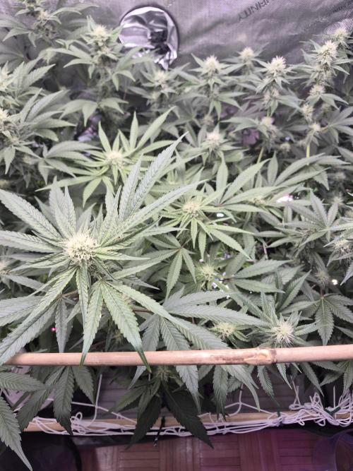 Granddaddy Purple #2. Week 12