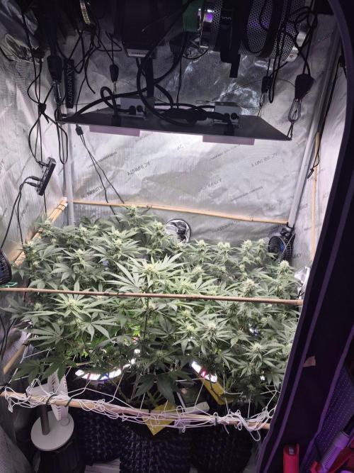 Granddaddy Purple #2. Week 12