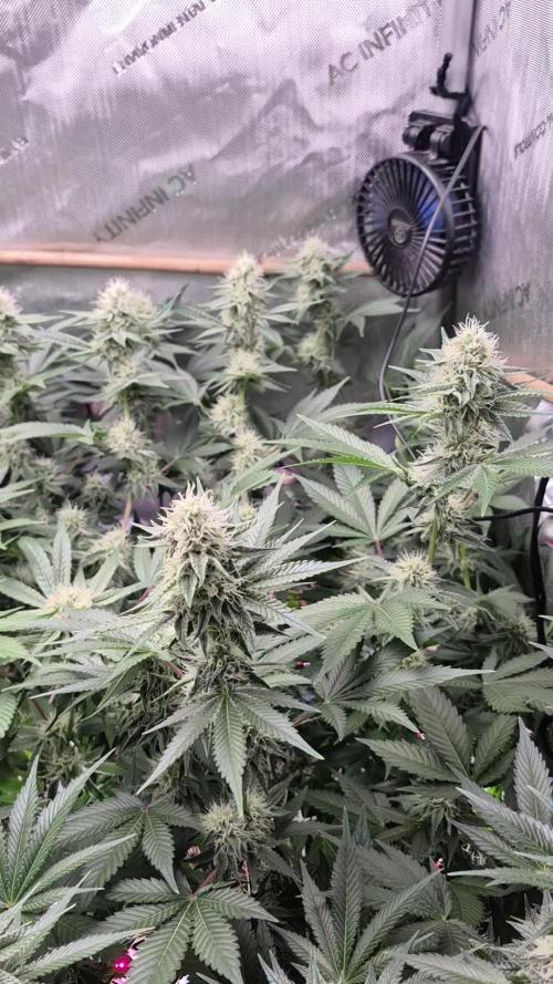 Cannabiz Seeds bruce banner #1