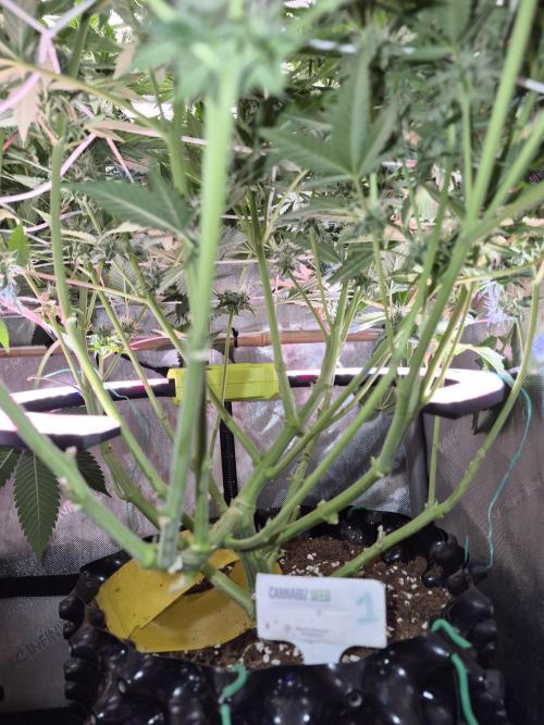 Cannabiz Seeds bruce banner #1. Week 13