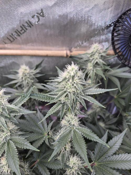 Cannabiz Seeds bruce banner #1. Week 13