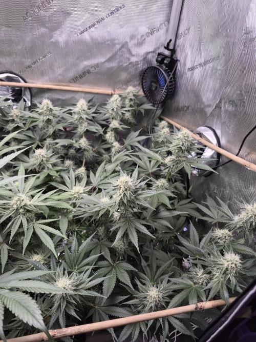 Cannabiz Seeds bruce banner #1. Week 13