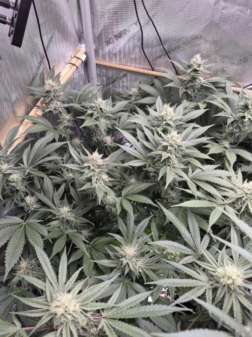 Cannabiz Seeds bruce banner #2. Week 13