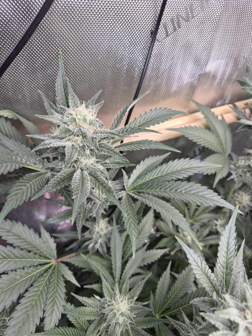 Cannabiz Seeds bruce banner #2. Week 13