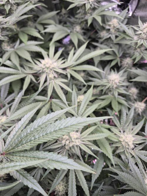 Granddaddy Purple #2. Week 13