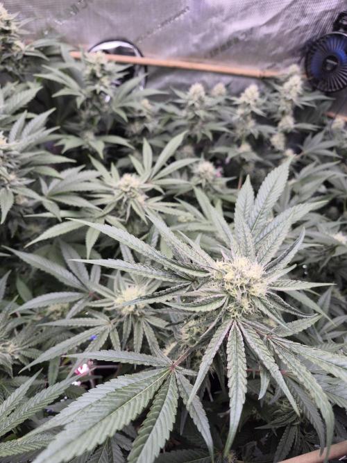 Granddaddy Purple #2. Week 13