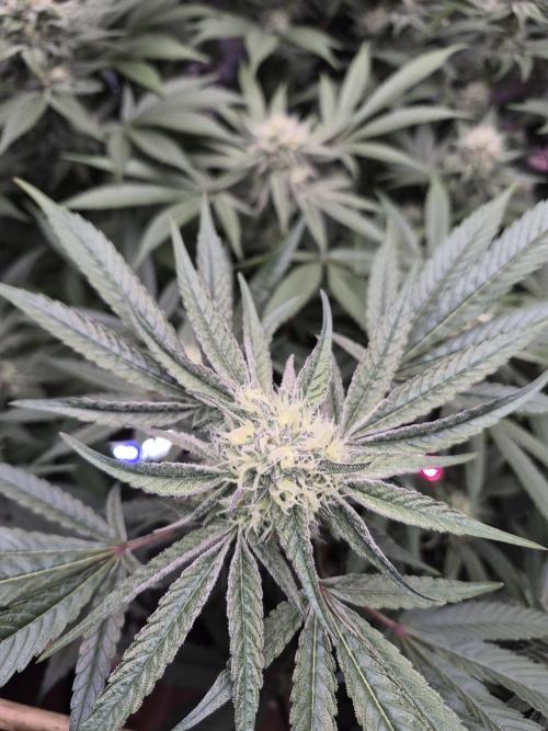 Granddaddy Purple #2. Week 13