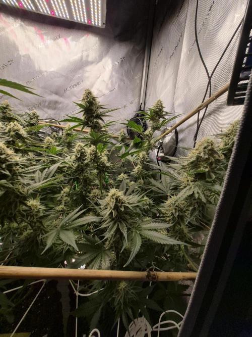 Cannabiz Seeds bruce banner #1. Week 14