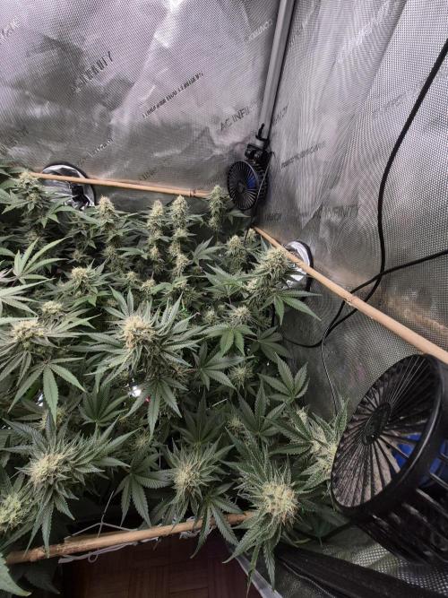 Cannabiz Seeds bruce banner #1. Week 14