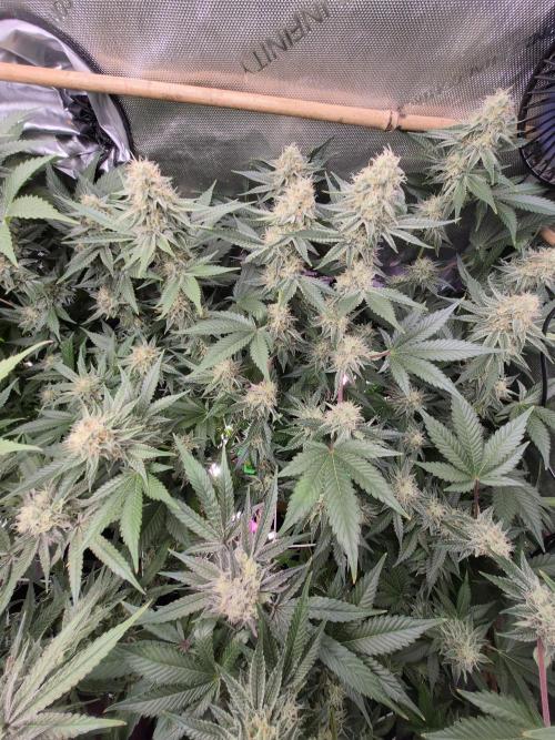 Cannabiz Seeds bruce banner #1. Week 14